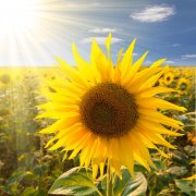 意大利户外品牌防晒霜(意大利户外品牌防晒霜推荐)