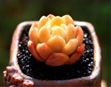 梦露品牌防晒霜好用吗多少钱(梦露化妆品牌)