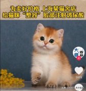 河北猫咪整形价位多少(猫咪流产价格)