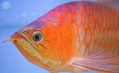 新加坡整形价钱多少啊(新加坡做美容工资怎么样)