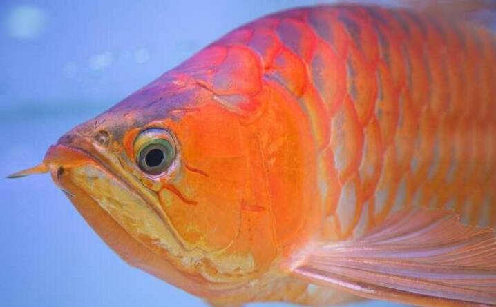 新加坡流行龙鱼整形：把鱼敲晕再提眼角、垫下巴，买家愿出高价