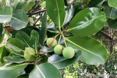 台湾防晒霜小众品牌推荐(台湾防晒霜哪个牌子好)