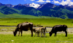 新疆夏季防晒霜推荐品牌(西藏新疆要用啥防晒)