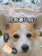 狗鼻子整形费用多少钱(狗鼻子整形费用多少钱啊)