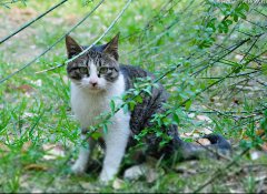 加肥猫品牌防晒霜(加肥猫是什么猫)