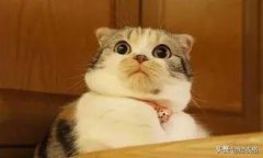 衬衫条纹女防晒霜推荐品牌(衬衫 防晒)