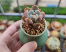 梦露品牌防晒霜好用吗怎么样(梦妆防晒霜防水吗)