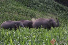 云南本土防晒霜品牌有哪些(云南有什么好的护肤品品牌)