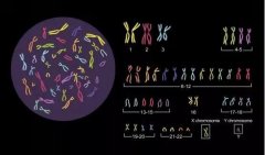 整形科阴叶整形价格多少(叶子整形美容医院价格)