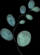 整形外科多少年可以考(整形外科多少年可以考护士证)