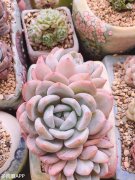 梦露品牌防晒霜好用吗知乎(黛梦人防晒霜怎么样)