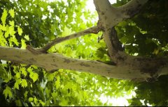 奋发品牌防晒霜怎么样好用吗(日常防晒霜哪个牌子的防晒果好)