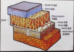 整形医院缝两针大概多少钱(医院整形美容科缝针多少钱)