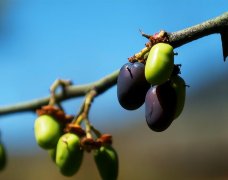 植物防晒霜品牌(防晒霜品牌大全)