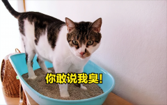 加肥猫品牌防晒霜(加菲猫防晒霜)