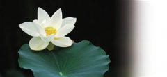 泊素雅品牌防晒霜(泊素雅玻尿酸冻干粉补水面膜多少钱)