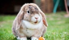 兔子防晒霜哪个品牌好(兔子护手霜)