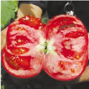 新疆推荐防晒霜品牌有几个(哪个品牌的防晒霜)