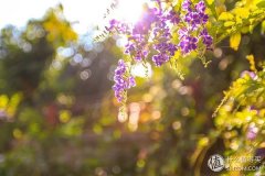 清迈游泳防晒霜品牌排行榜(清迈游泳防晒霜品牌排行榜新)