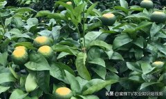 江西防晒霜排名前十的品牌(防晒霜质量前10名排行榜)